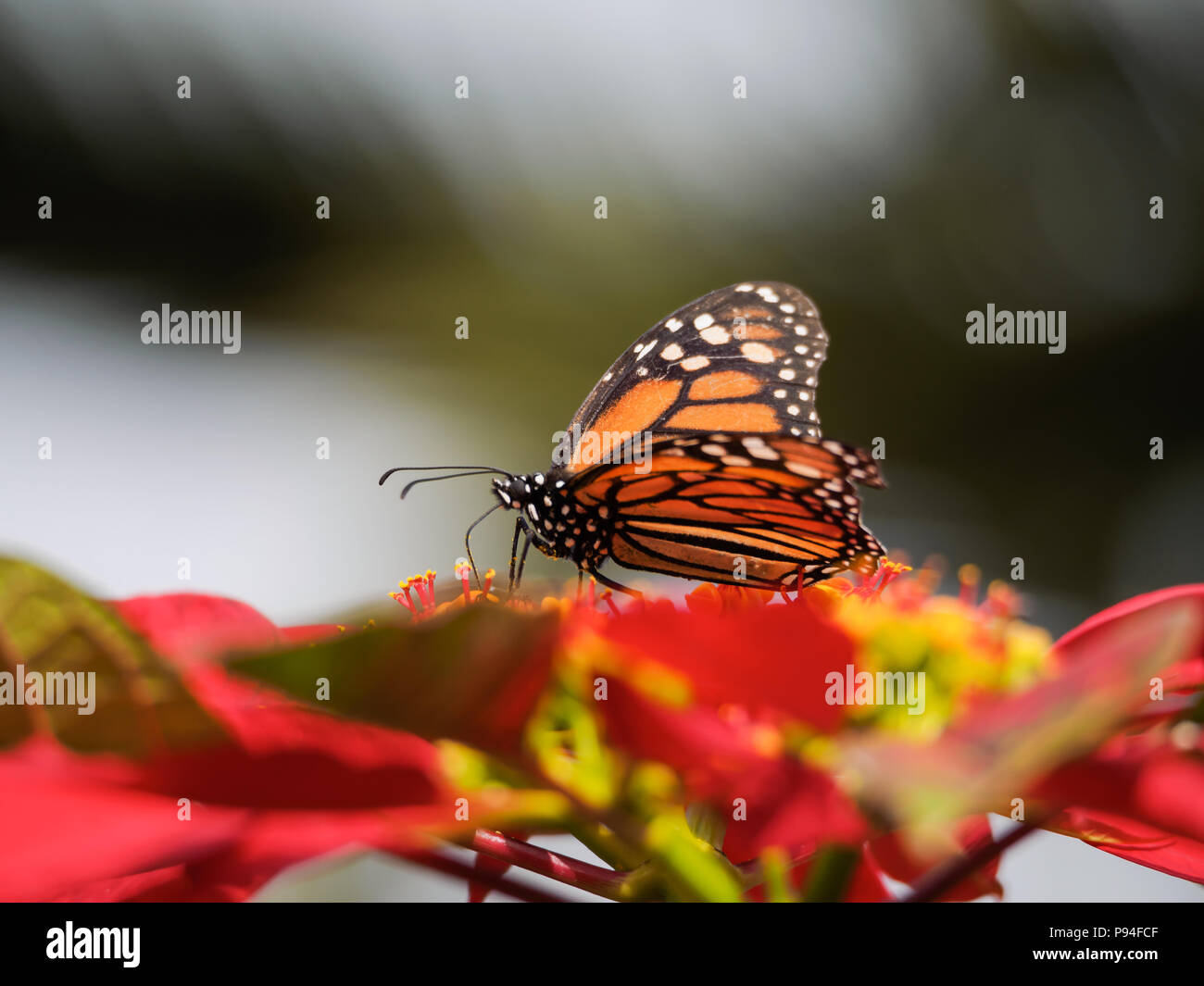 Female Monarch butterfly, Danaus plexippus, feeding on a Poinsettia ...