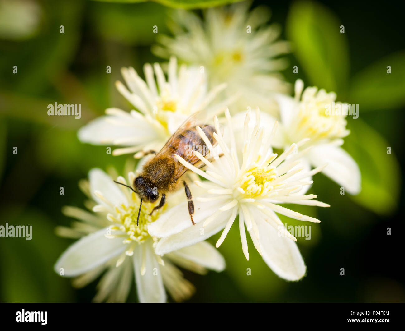 Solitary Honey Bee feeding on a Clematis, Ranunculaceae flower. Stock Photo