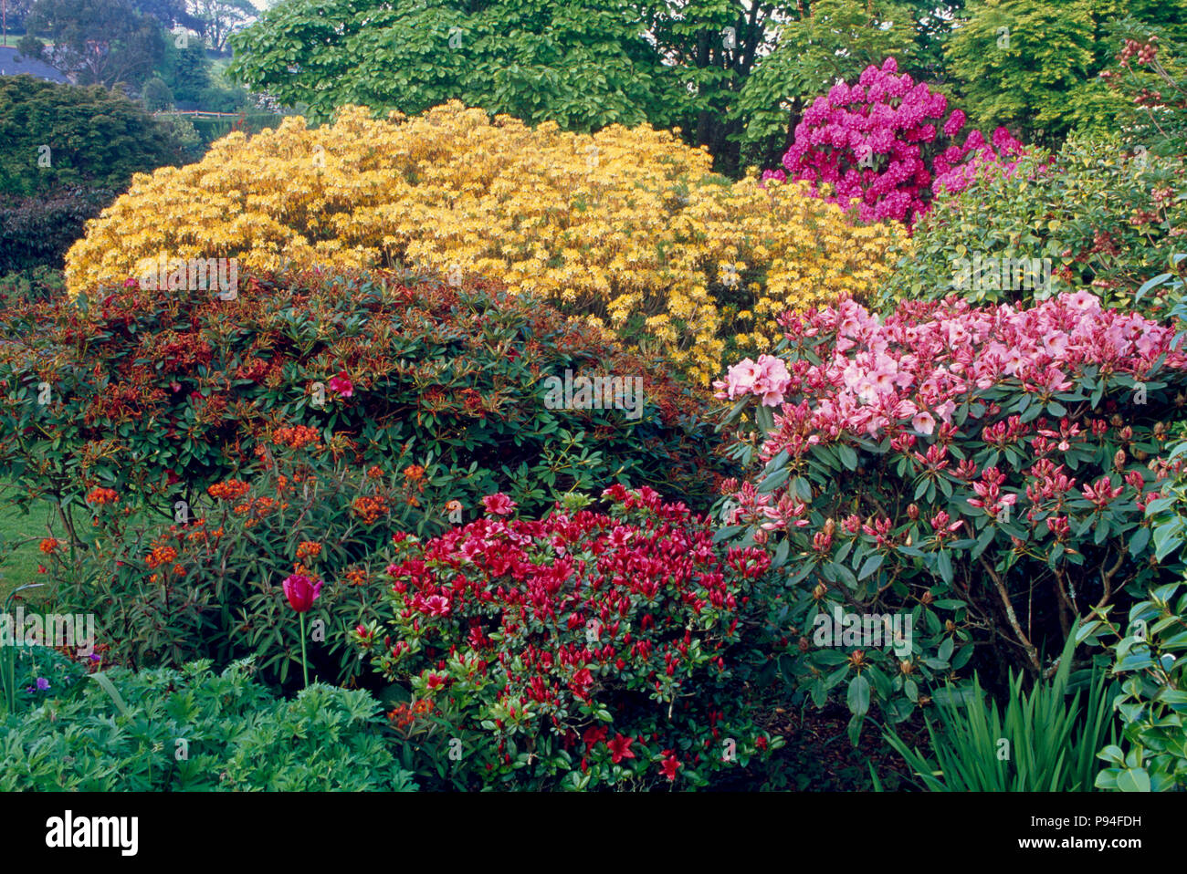 Pink and red rhododendrons growing in garden border in front of yellow ...