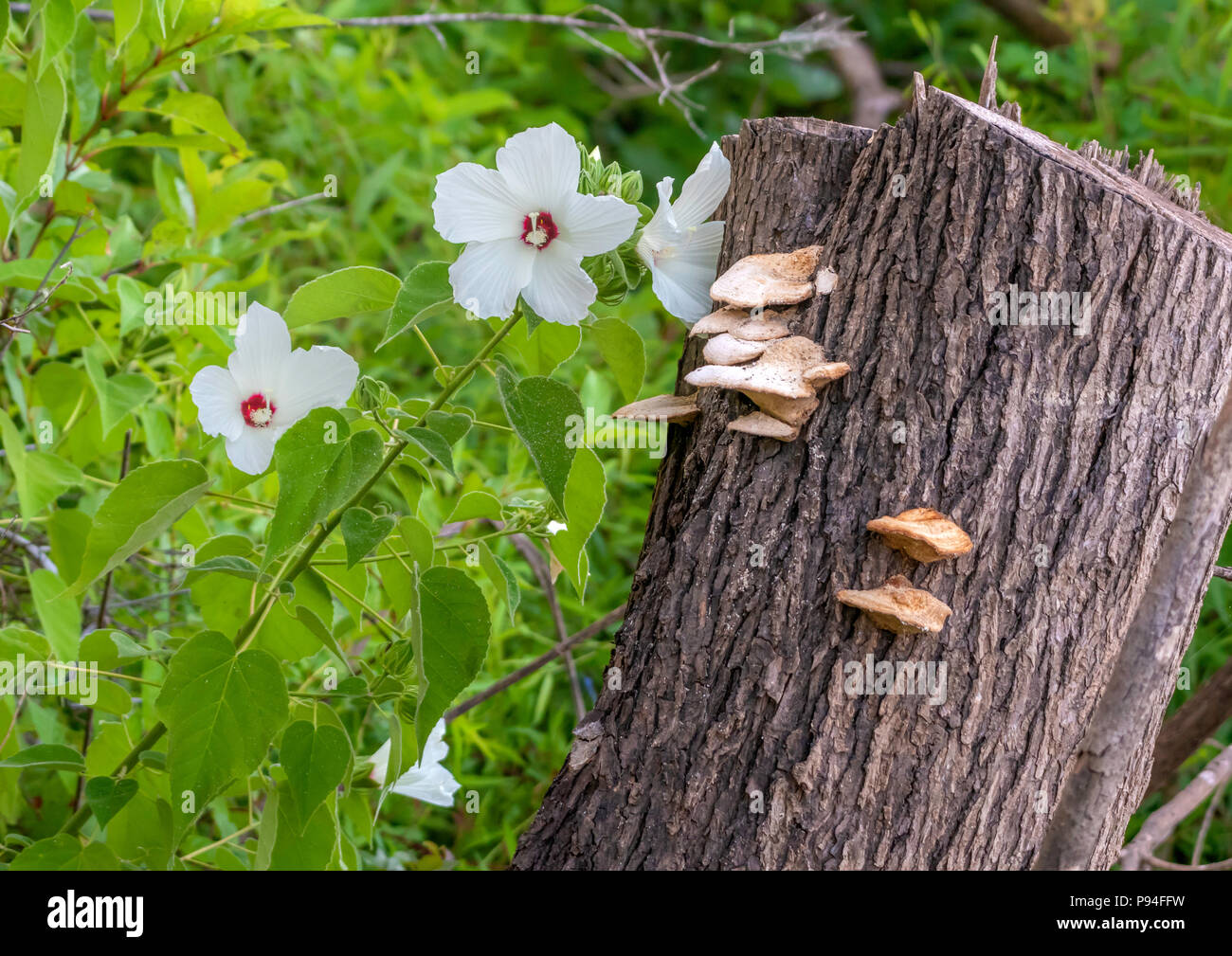 Wild hibiscus, Hibiscus moscheutos, grow near a lake shore next to a stump with fungus, in a beautiful vertical composition. Stock Photo