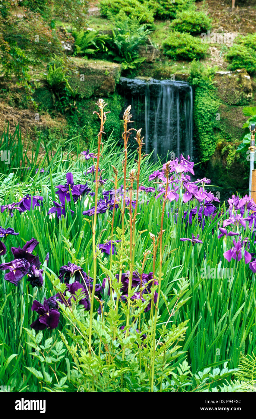 Purple and blue irises growing on a bank beside waterfall Stock Photo