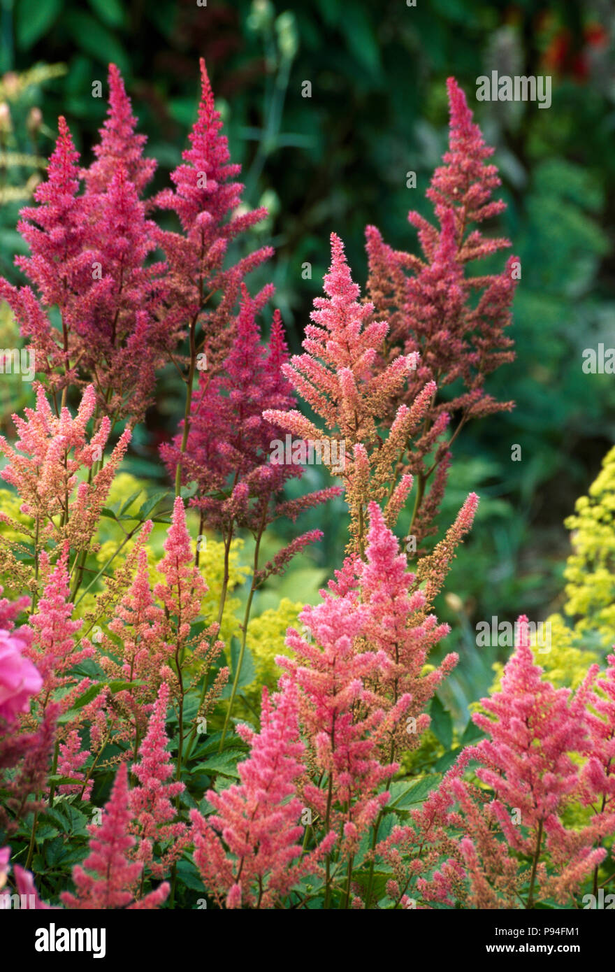 Pink Astilbe Arendsii growing in summer border Stock Photo