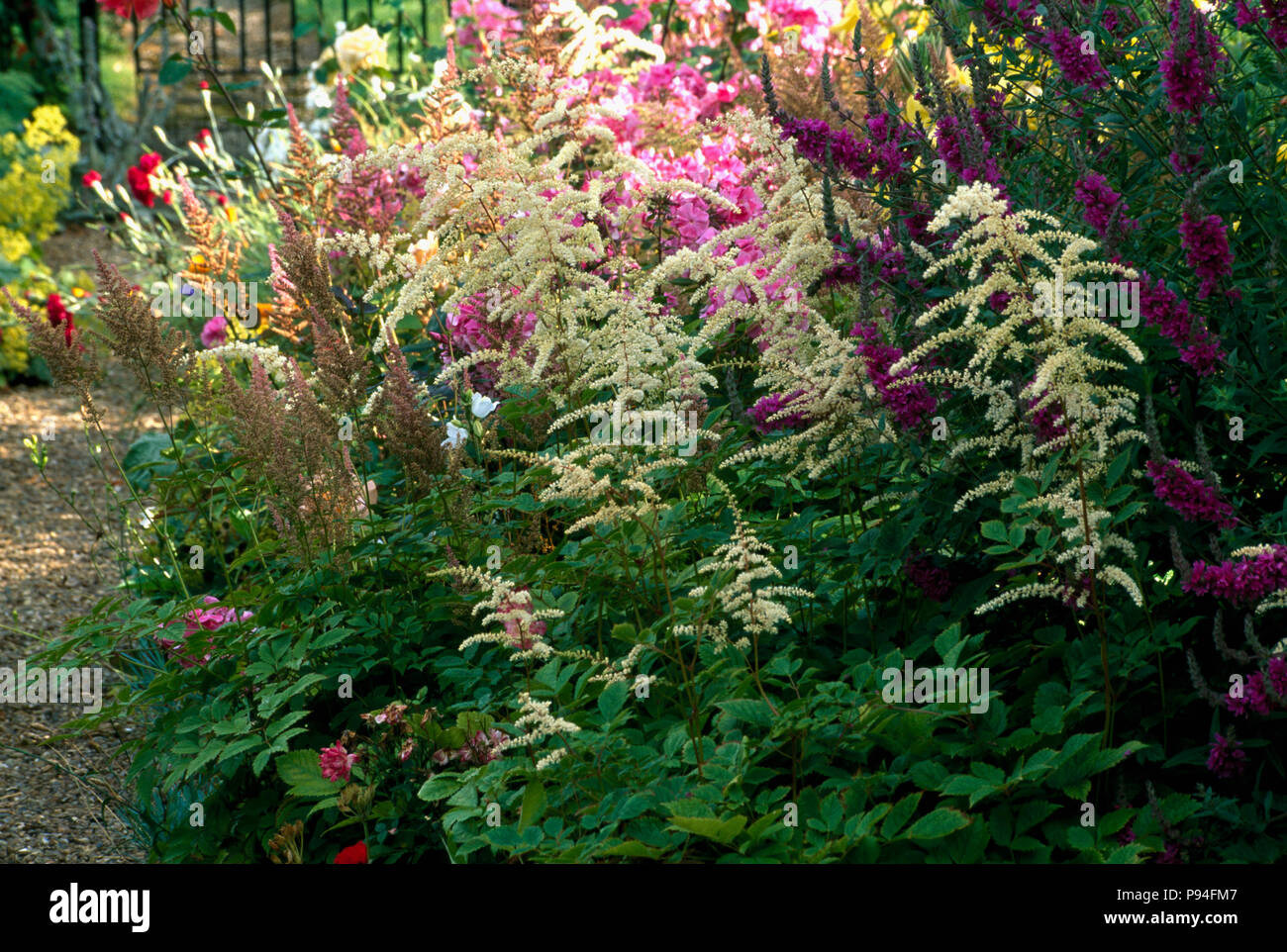 Aruncus Sylvester growing in summer border in front of pink Phlox Stock Photo