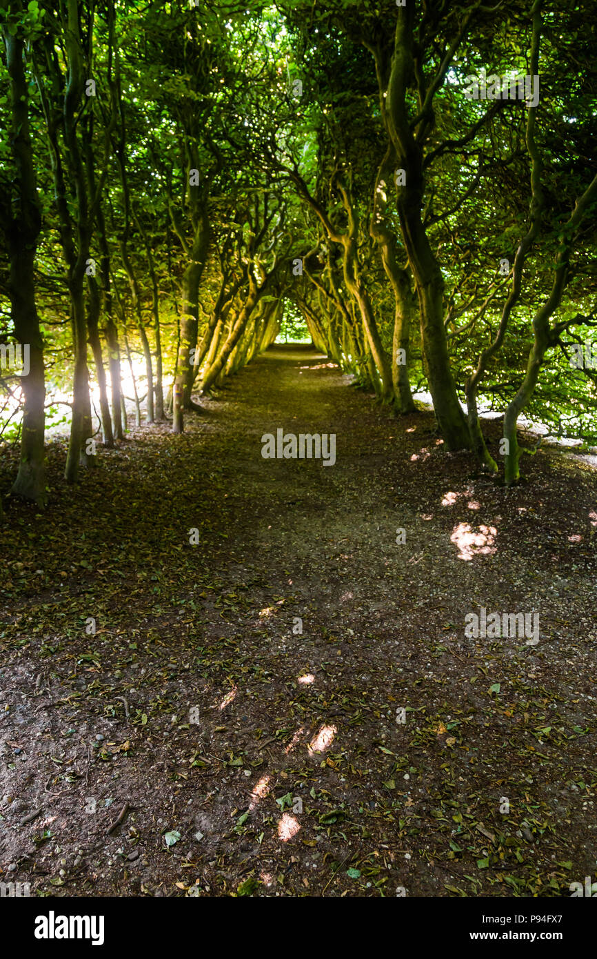 Coridor between trees Stock Photo - Alamy