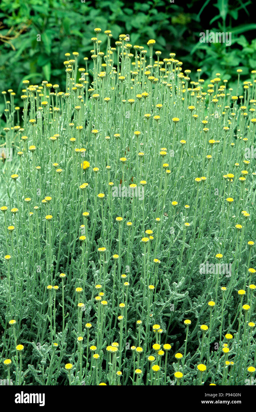 Close-up of yellow santolina Stock Photo