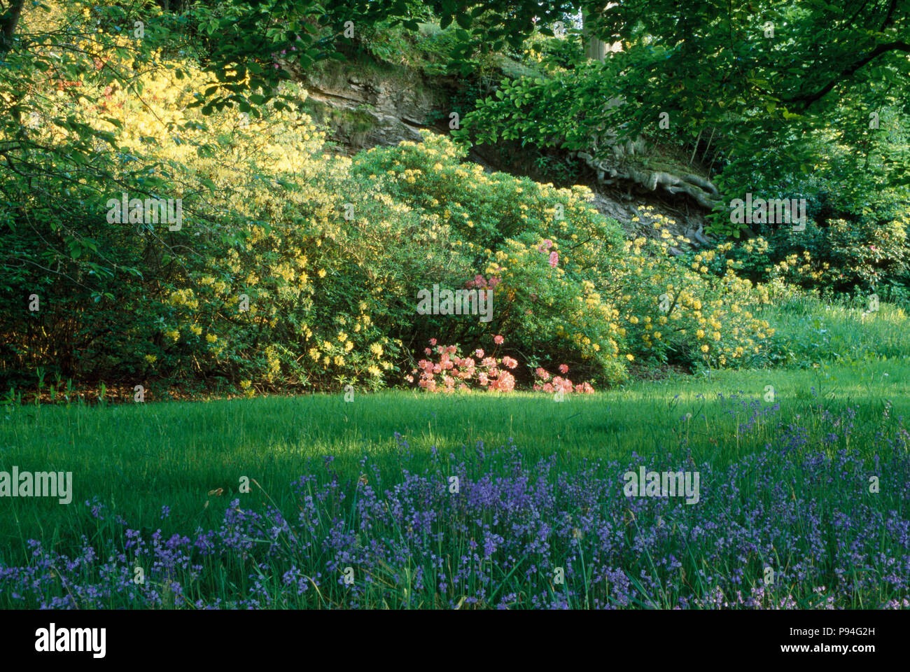 Bluebells in large wild country garden Stock Photo