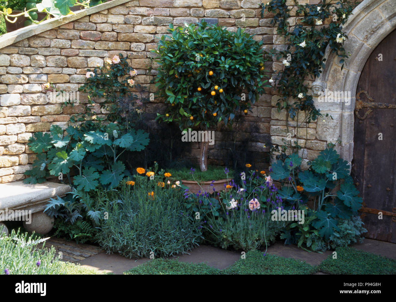 Patio With Scented Shrubs Below Citrus Tree In Terracotta Pot