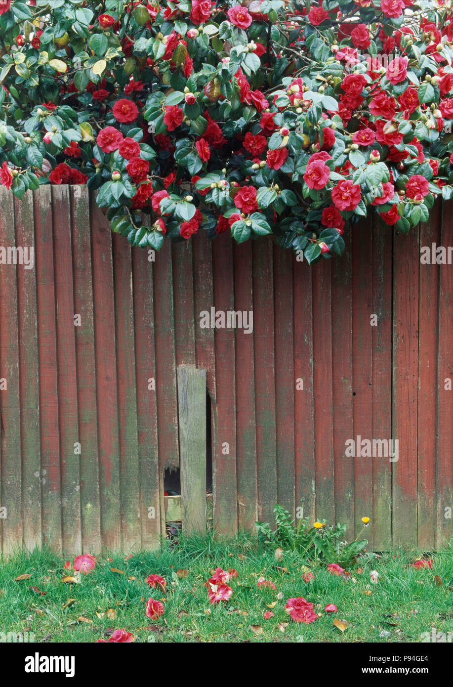 Close-up of red camellias above rustic wooden fence Stock Photo