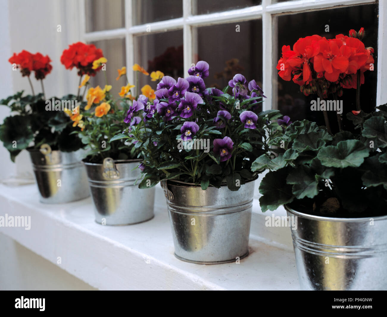 Close-up of red geraniums and yellow and purple pansies in galvanised tin pots on windowsill Stock Photo