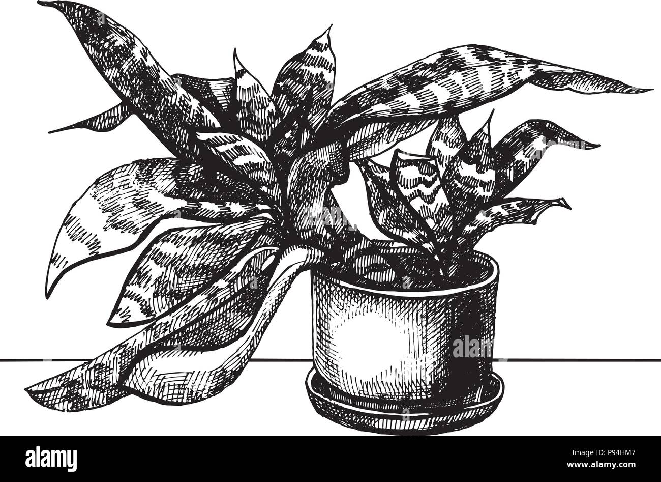 House plant in pot Stock Vector Image & Art - Alamy