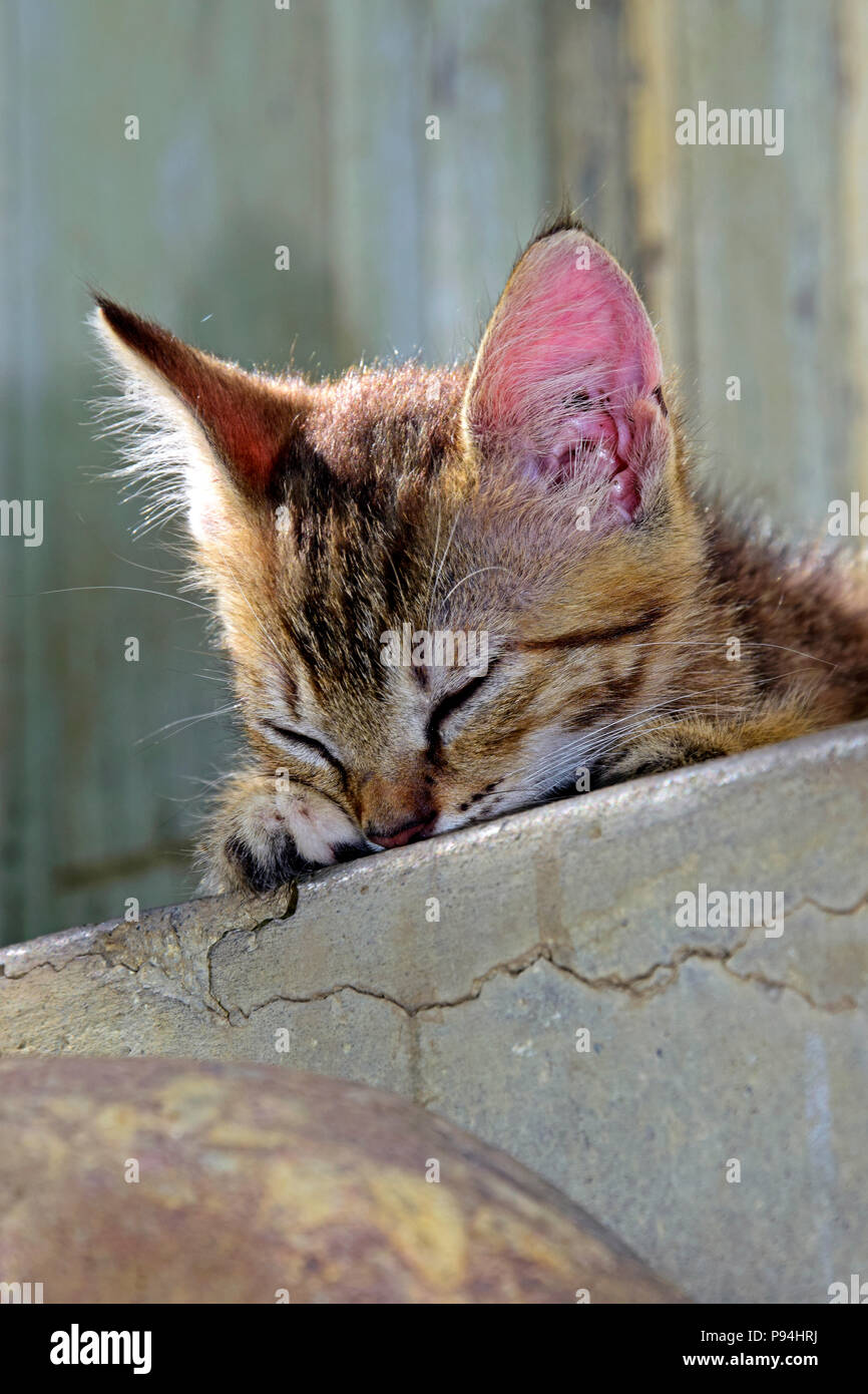 Portrait of a striped grey tabby kitten dozing on concrete stairs Stock Photo