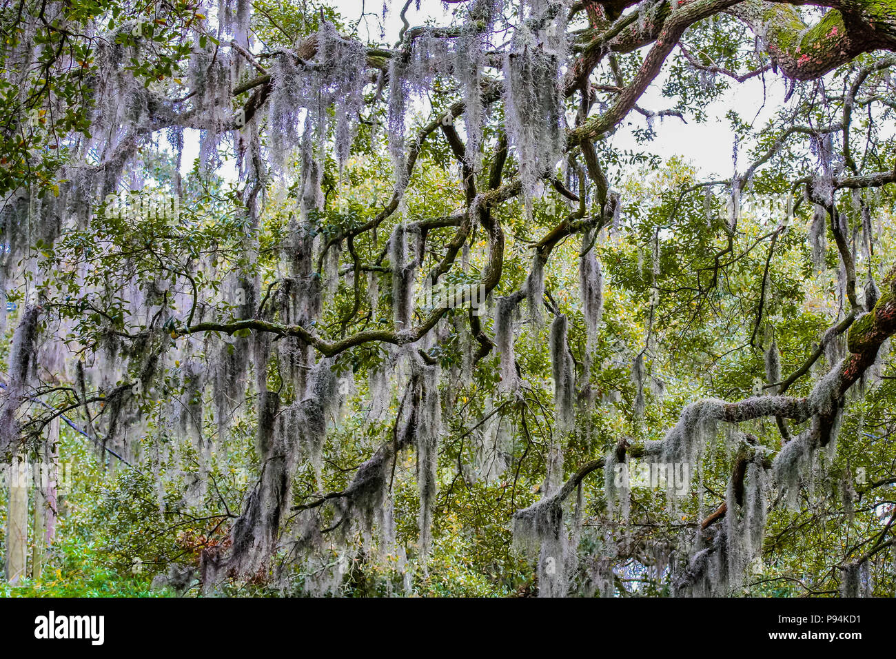 New orleans spanish moss hires stock photography and images Alamy