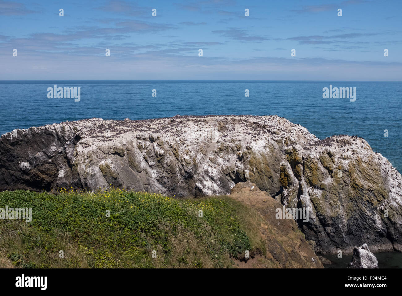 Guano covered rock on the Oregon Coastline with cormorants and other sea birds in residence Stock Photo