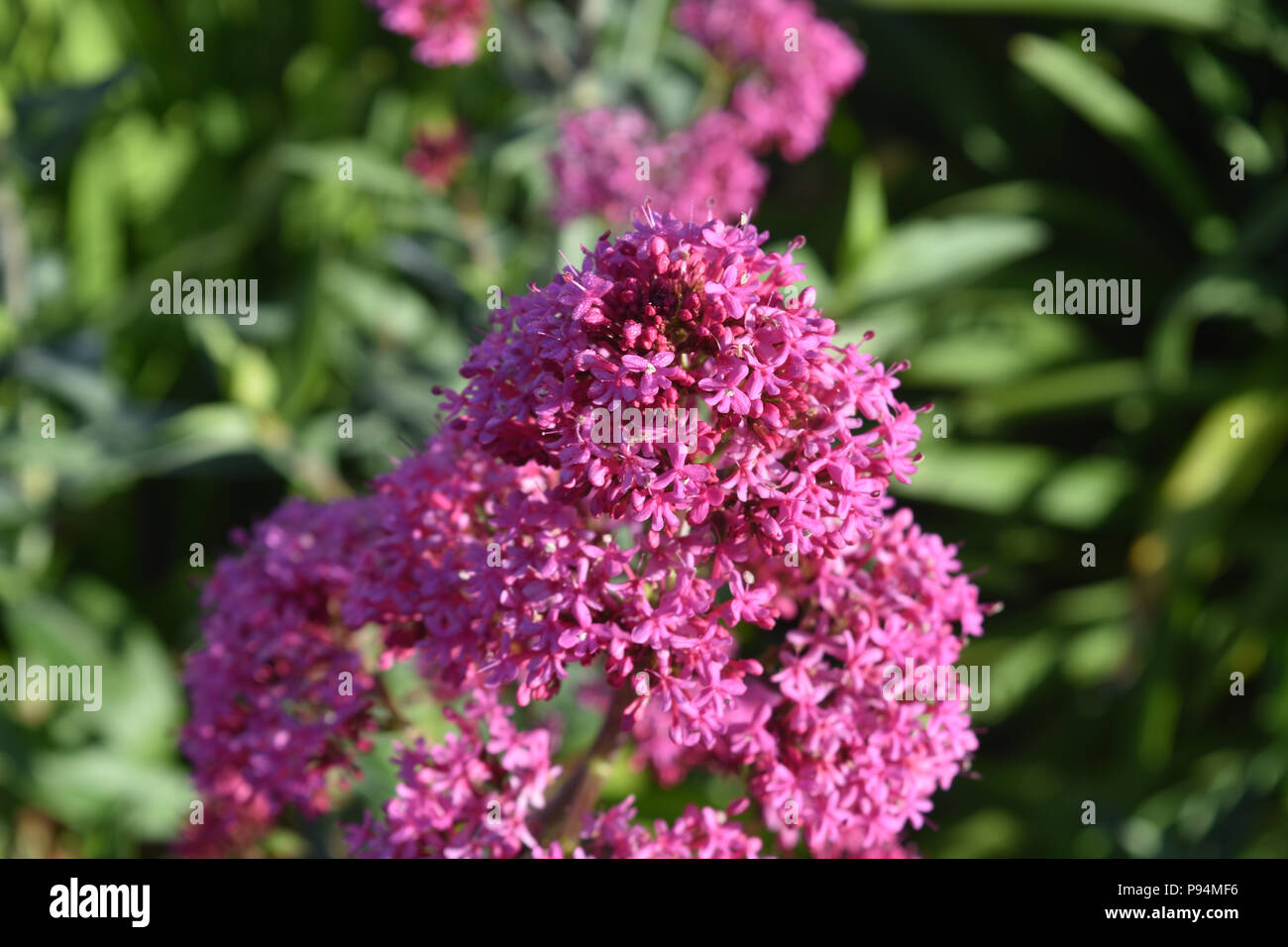 Blooming cluster of dark pink phlox flowers Stock Photo - Alamy