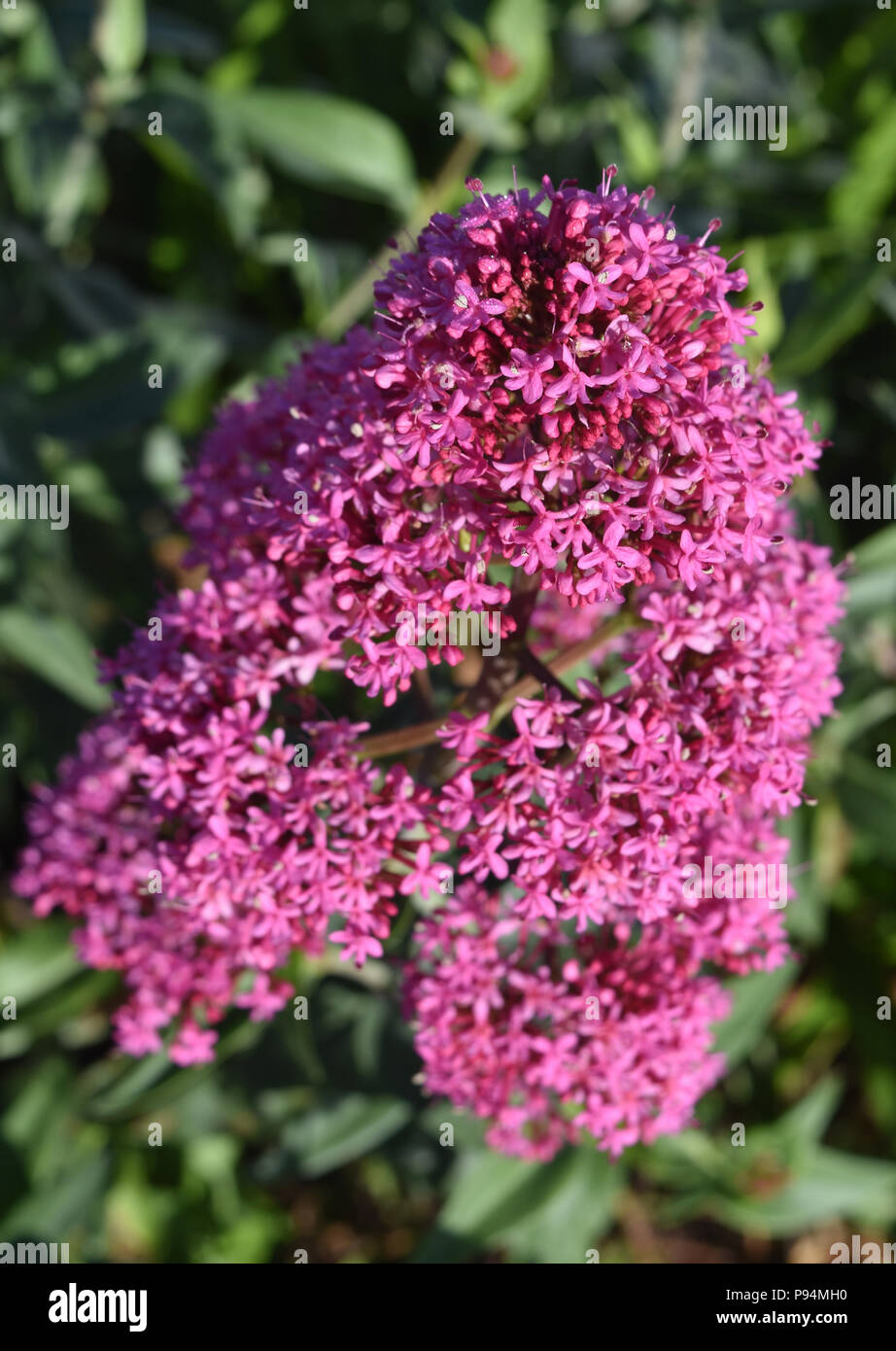 Spring garden with blooming pink phlox flowers Stock Photo - Alamy