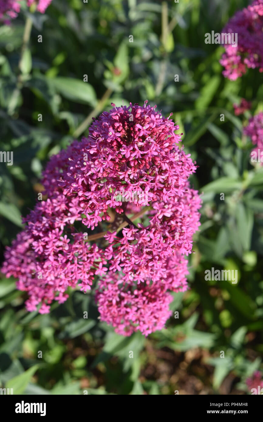 Garden with pretty blooming pink phlox flowers Stock Photo - Alamy