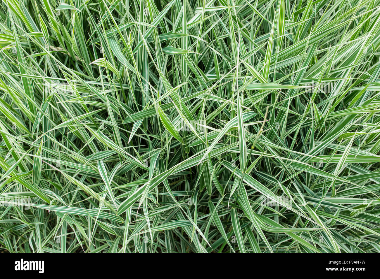 Carex morrowii ‘Ice Dance’ - Ice Dance Sedge - Green and white long grass evergreen sedge with white and green striped foliage. Stock Photo