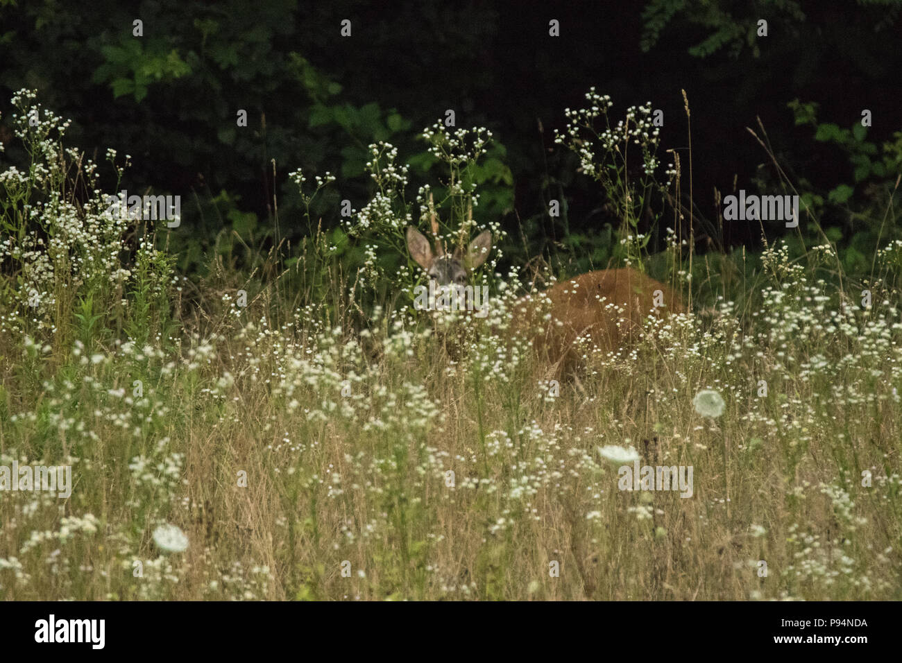 Deer in the field Fabulous Outdoors Stock Photo Alamy