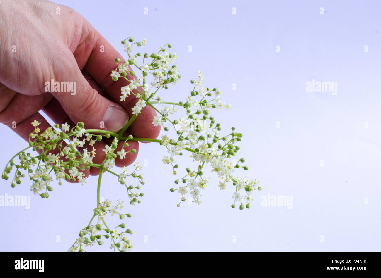 Elderflower held by caucasian hand on white background Stock Photo
