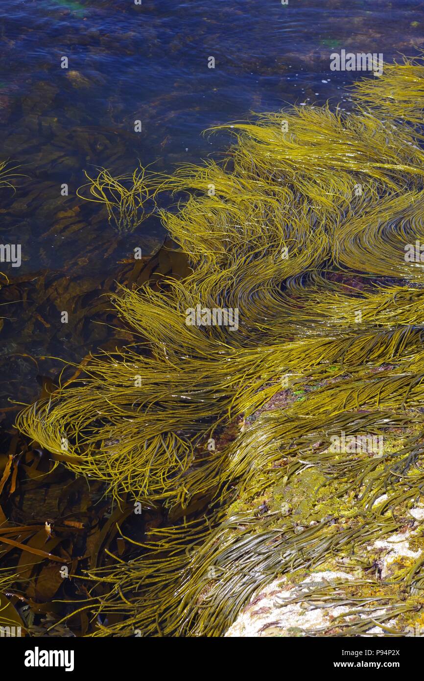 Thong Weed, Brown Seaweed (Himanthalia elongata) in the Lower Shore Environment of Fifes Wild Coastline. Scotland, UK. July, 2018. Stock Photo