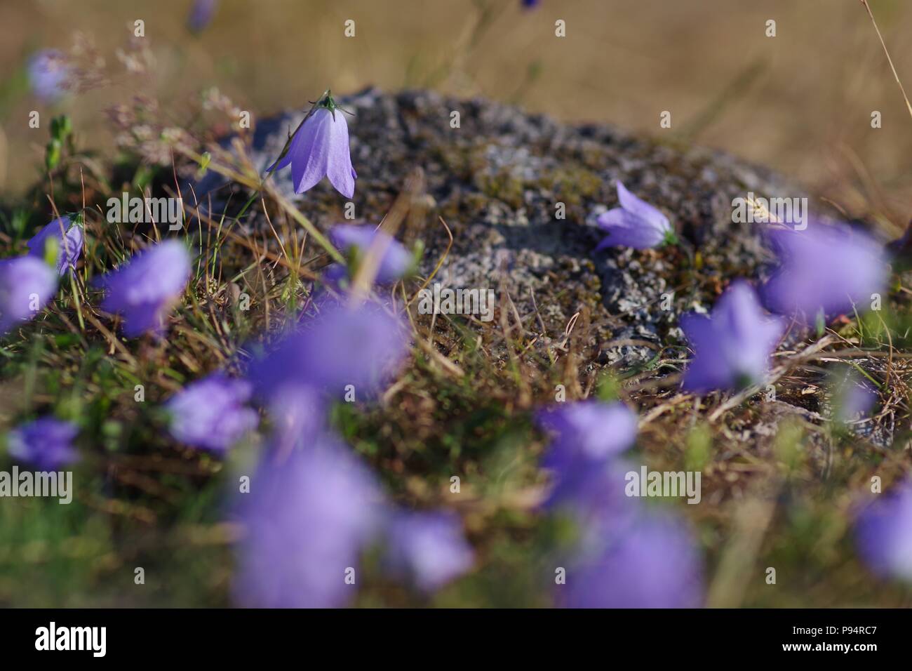 Harebell or Scottish Bluebell Wildflower. (Campanula rotundifolia) Growing on Castle Law, Abernethy, Perth, Scotland, UK. July, 2018. Stock Photo