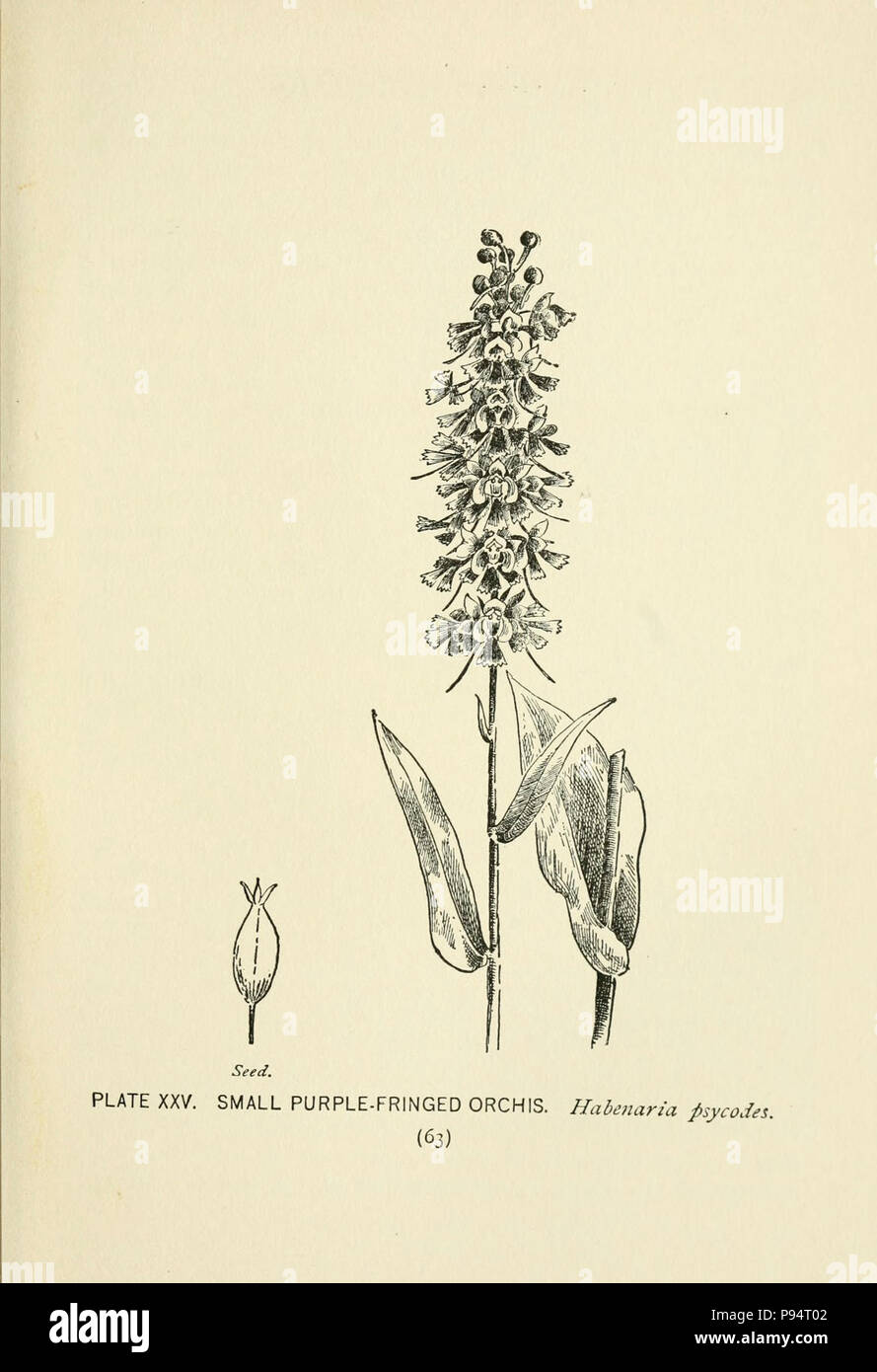 A guide to the wild flowers (Page 63, Plate XXV Stock Photo Alamy