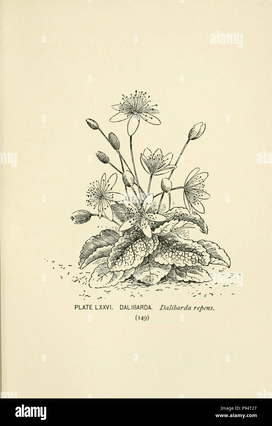 A guide to the wild flowers (Page 149, Plate LXXVI) . Stock Photo