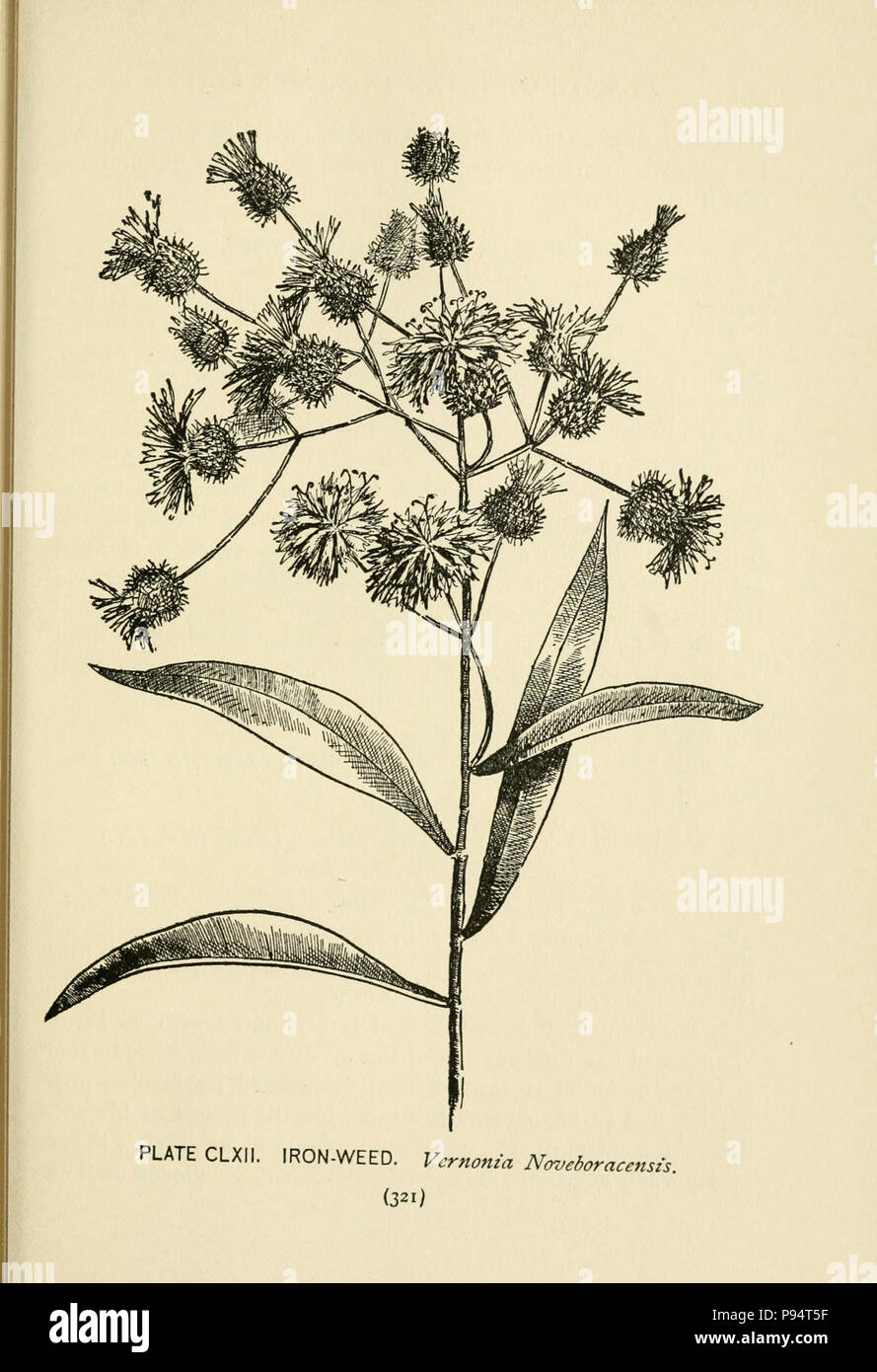 A guide to the wild flowers (Page 321, Plate CLXII) . Stock Photo