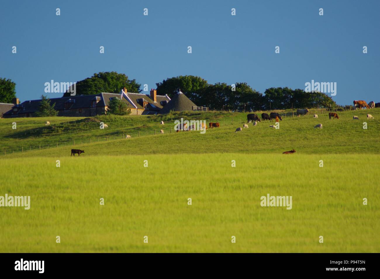 Cows Grazing in Vibrant Green Summer Pasture Land by a Farm House under