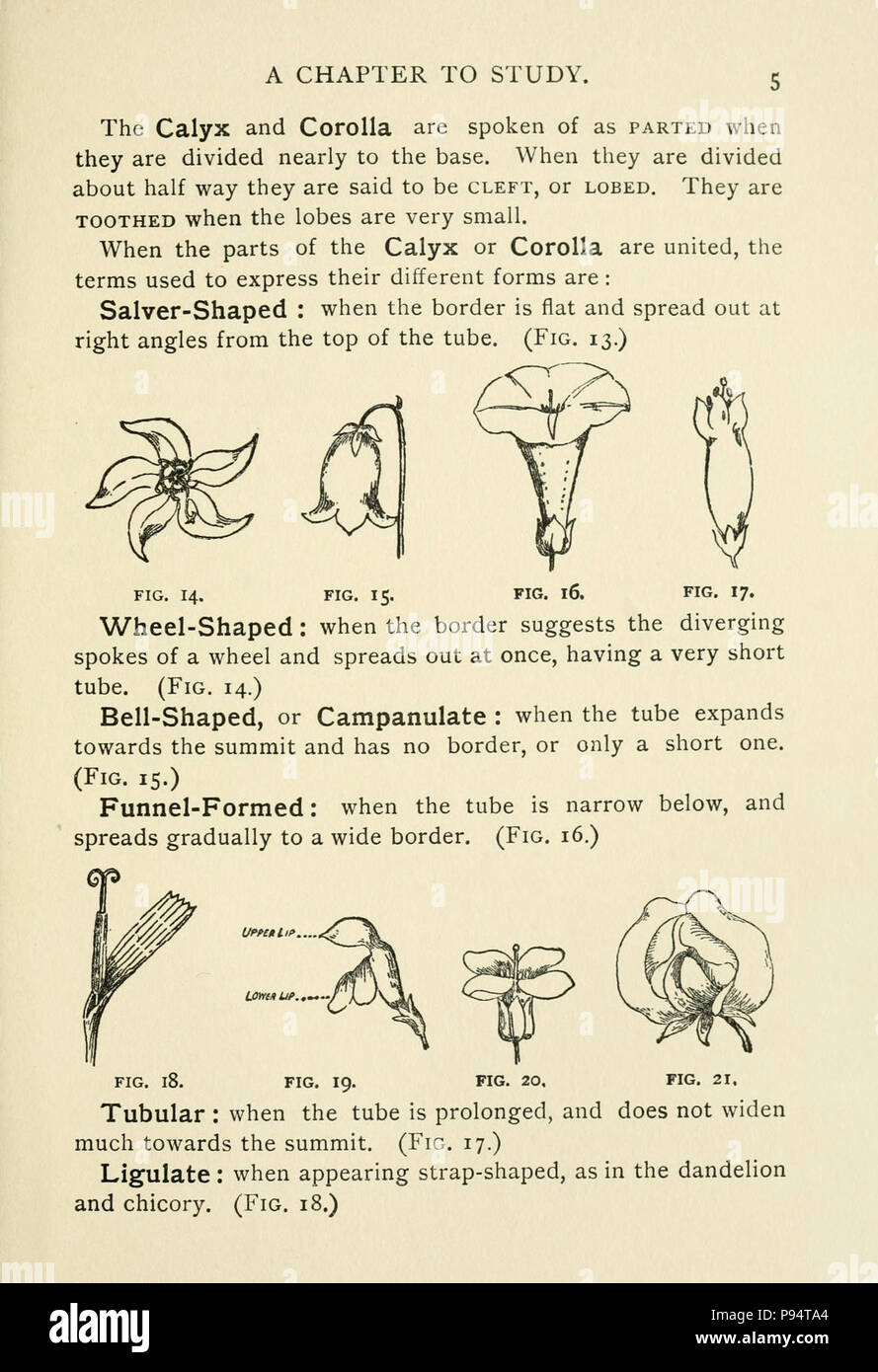 A guide to the wild flowers Stock Photo Alamy