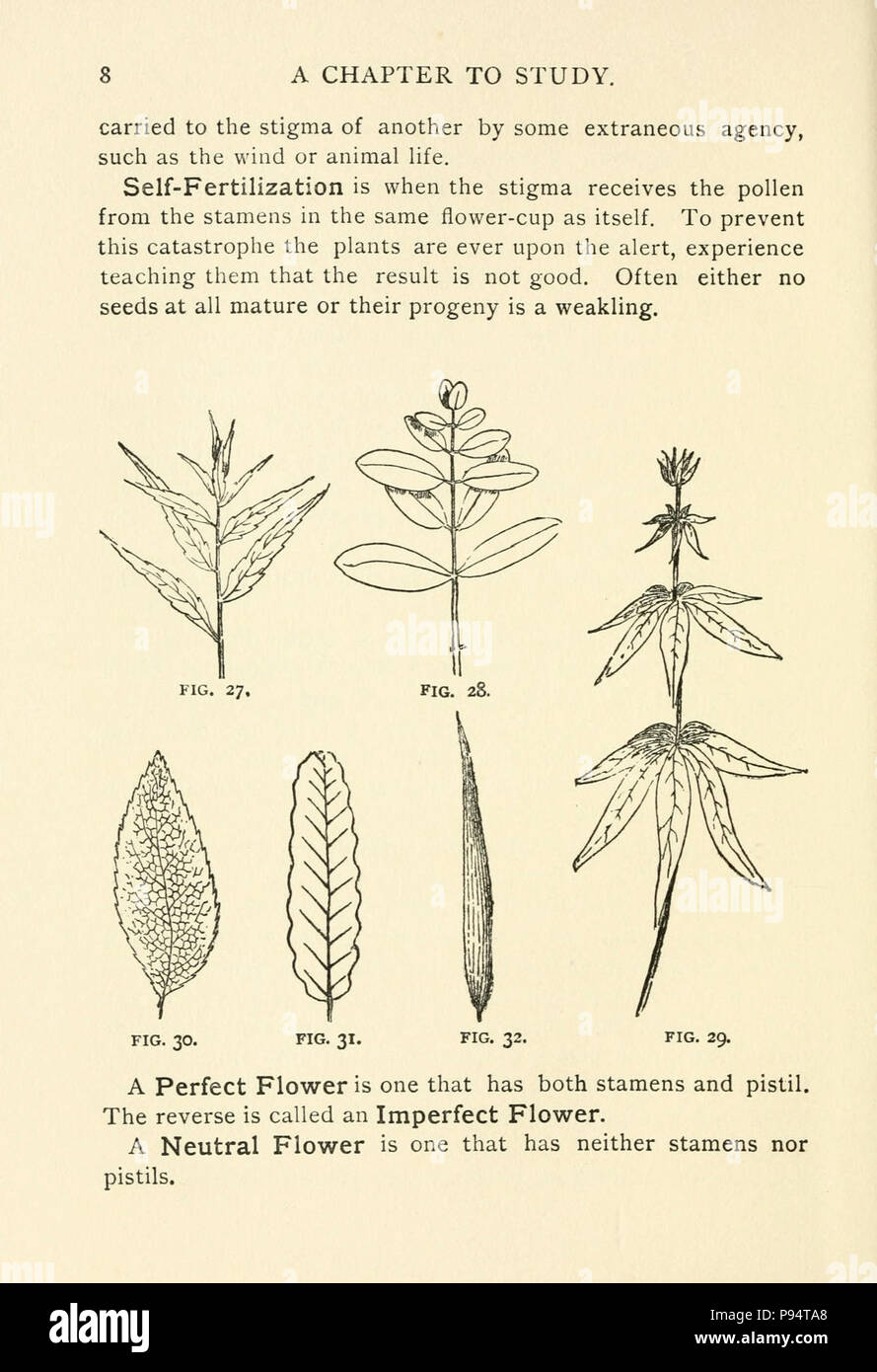 A guide to the wild flowers Stock Photo Alamy