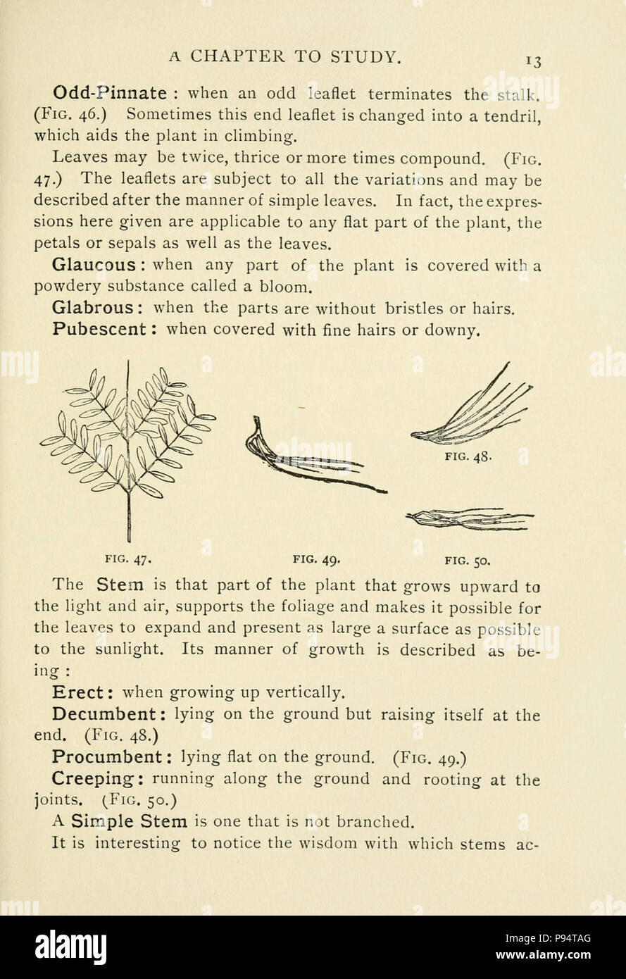 A guide to the wild flowers Stock Photo Alamy