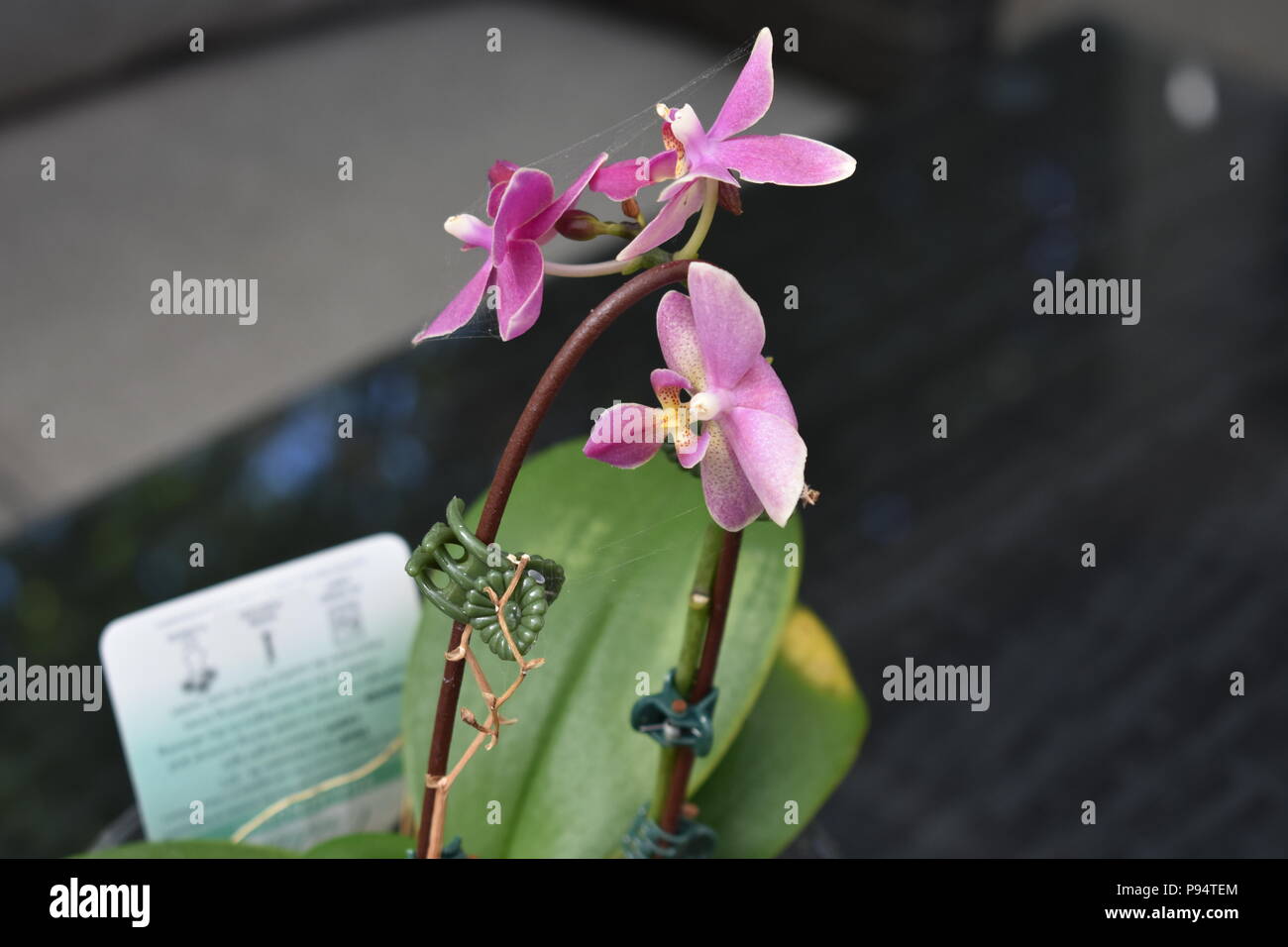 Thai Orchid flower with spider web Stock Photo