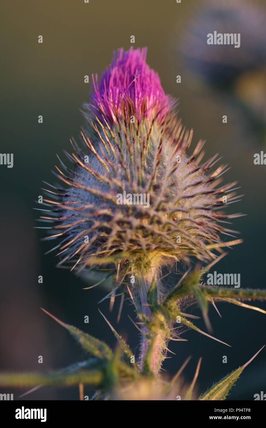 National Flower Of Scotland High Resolution Stock Photography and