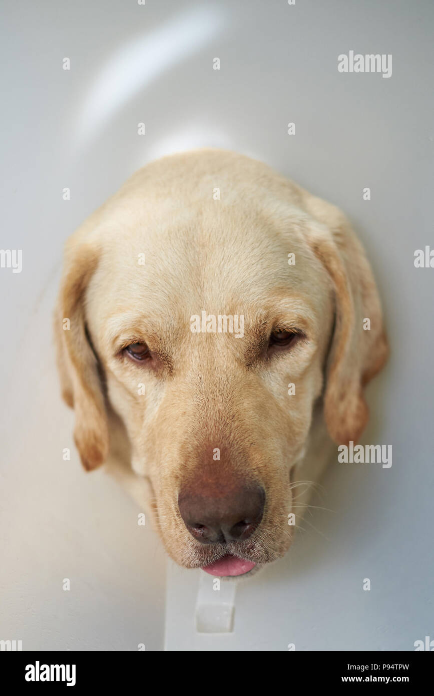 Labrador dog head in plastic cone collar Stock Photo