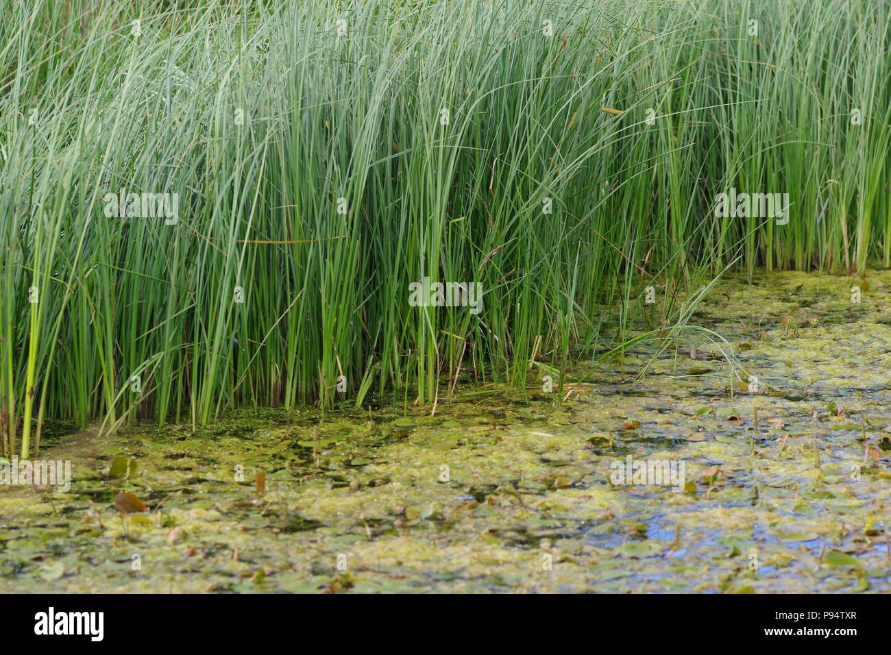 Aquatic Plants in a Farm Pond. Perth, Scotland, UK. July, 2018 Stock Photo Alamy