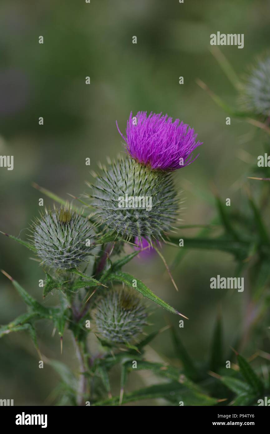 scottish-thistle-onopordum-acanthium-in-the-golden-light-of-a-summer