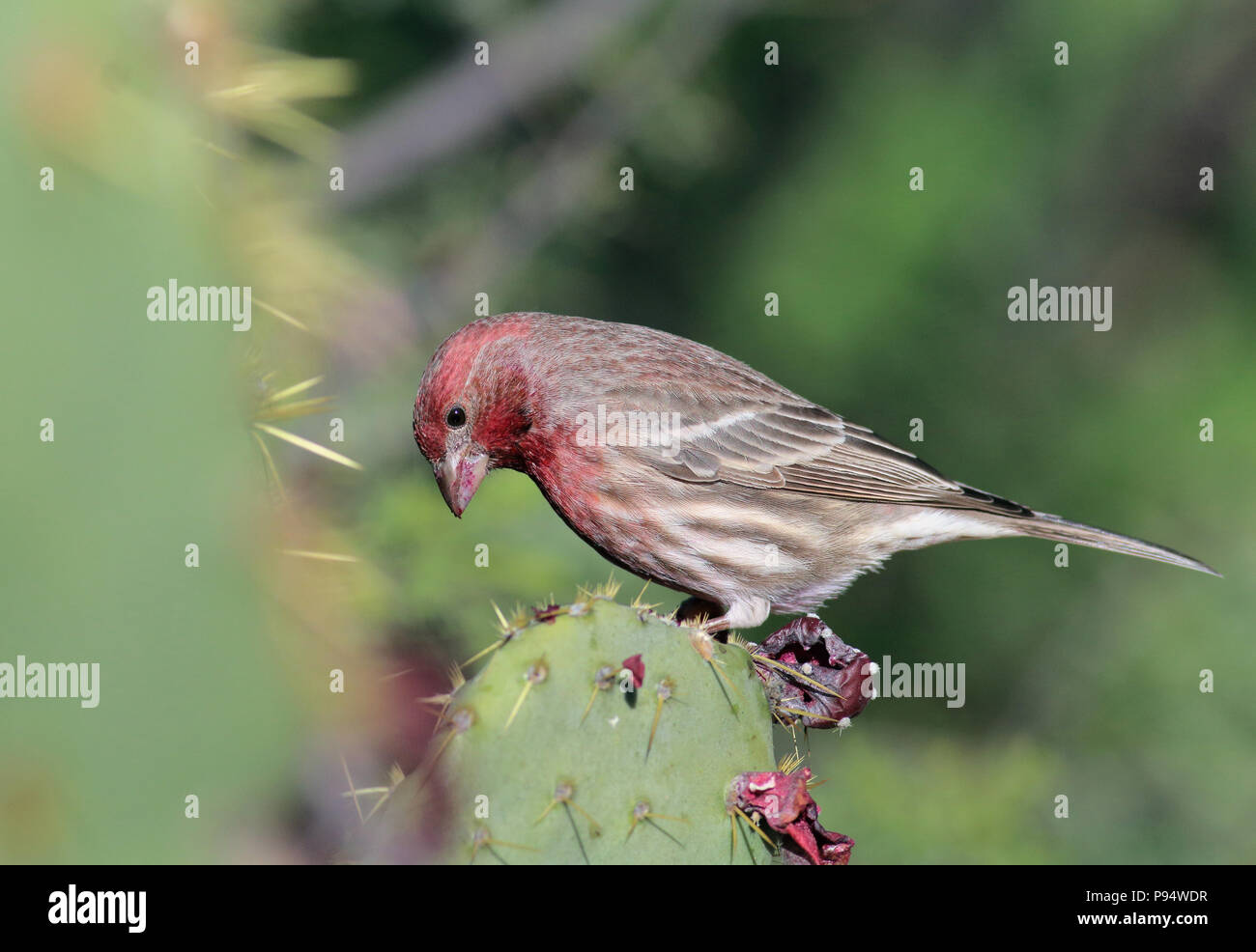 House Finch November 8th, 2015 Tohono Chul Park, Tucson, Arizona Stock