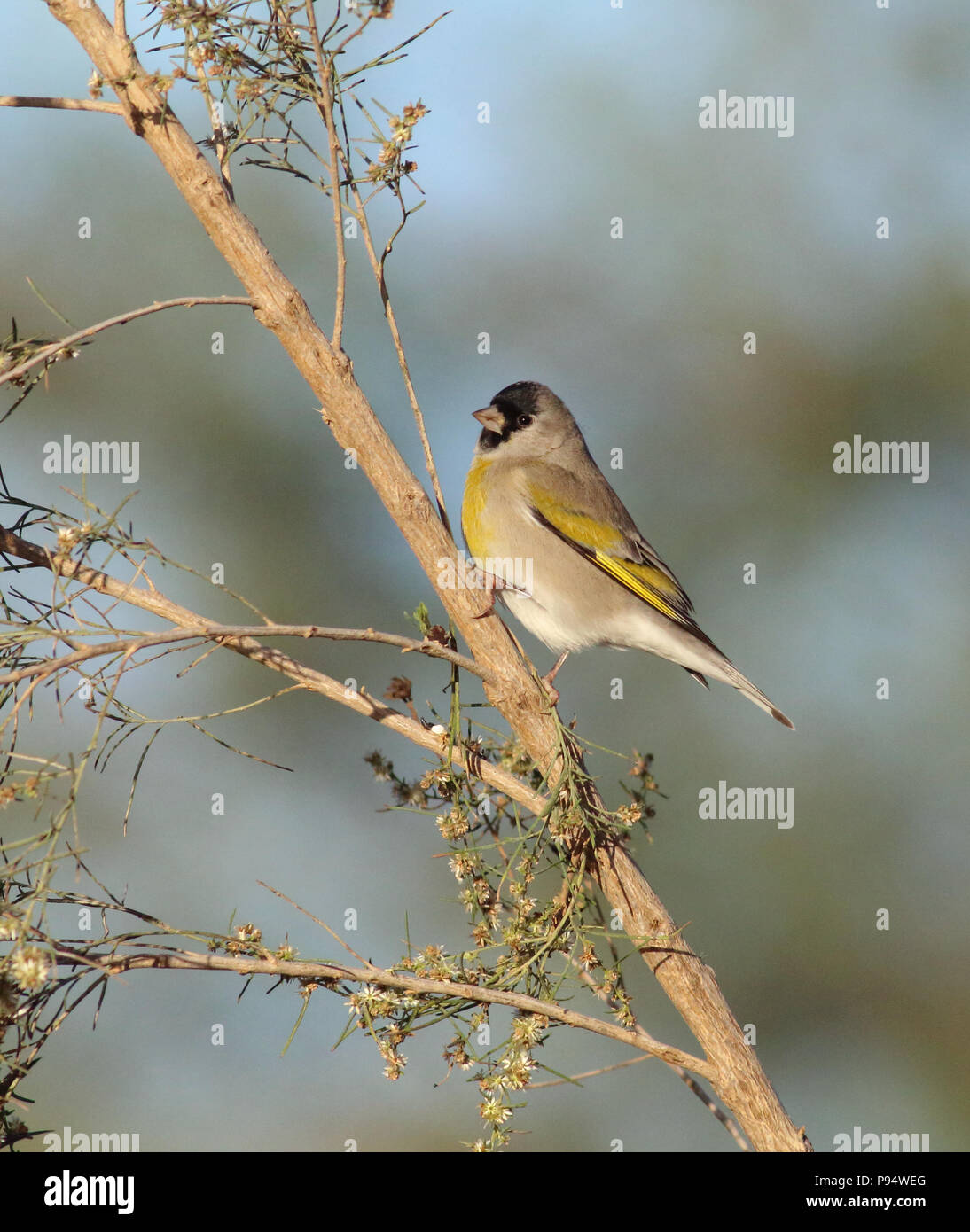 Lawrence's Goldfinch - in Desert Broom November 11th, 2015 Tanque Verde Wash, Tucson, Arizona Stock Photo