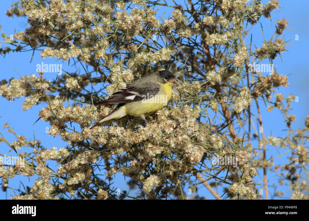 Lesser Goldfinch November 11th, 2015 Tanque Verde Wash, Tucson, Arizona Stock Photo