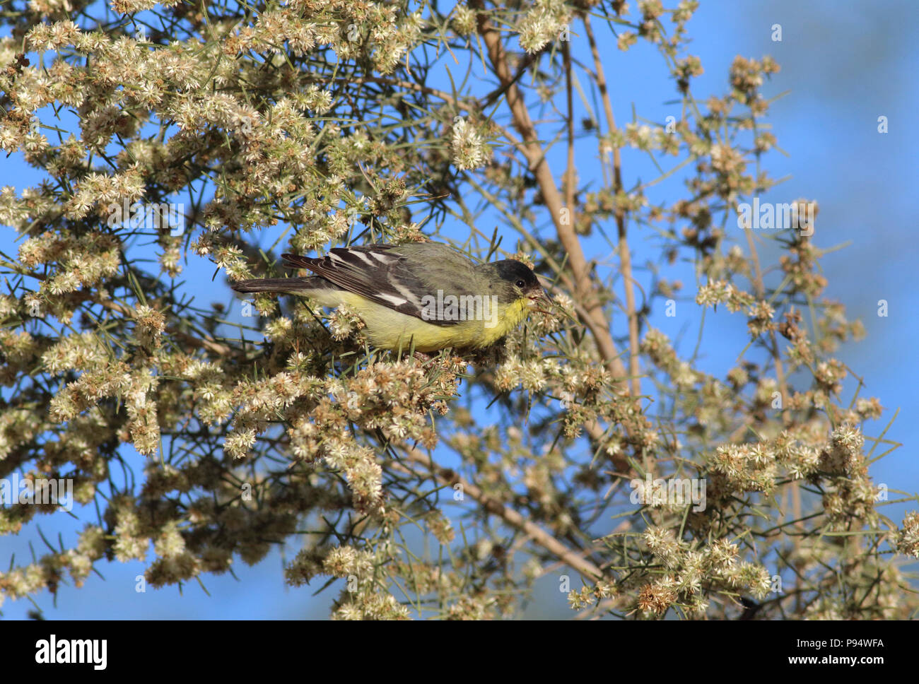 Lesser Goldfinch November 11th, 2015 Tanque Verde Wash, Tucson, Arizona Stock Photo