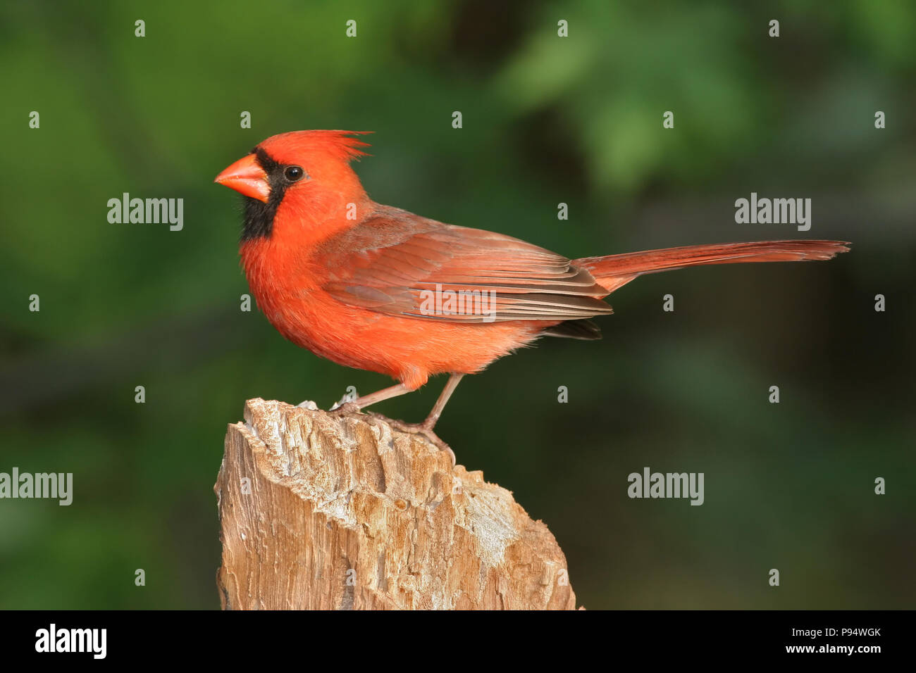 Male Northern Cardinal (Cardinalis cardinalis) in the morning sun Stock ...