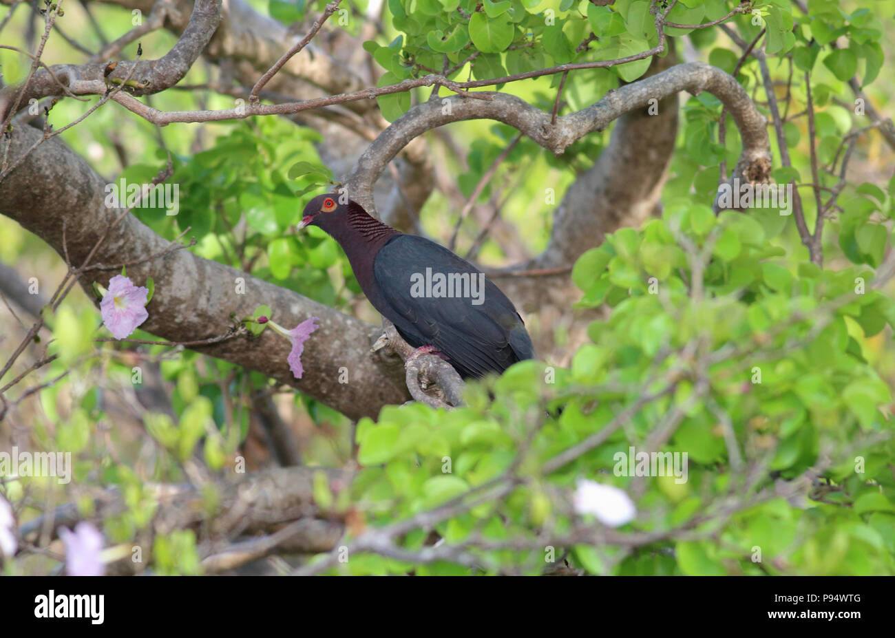 Scaly-naped Pigeon, taken on St. John's in the US Virgin Islands Stock Photo