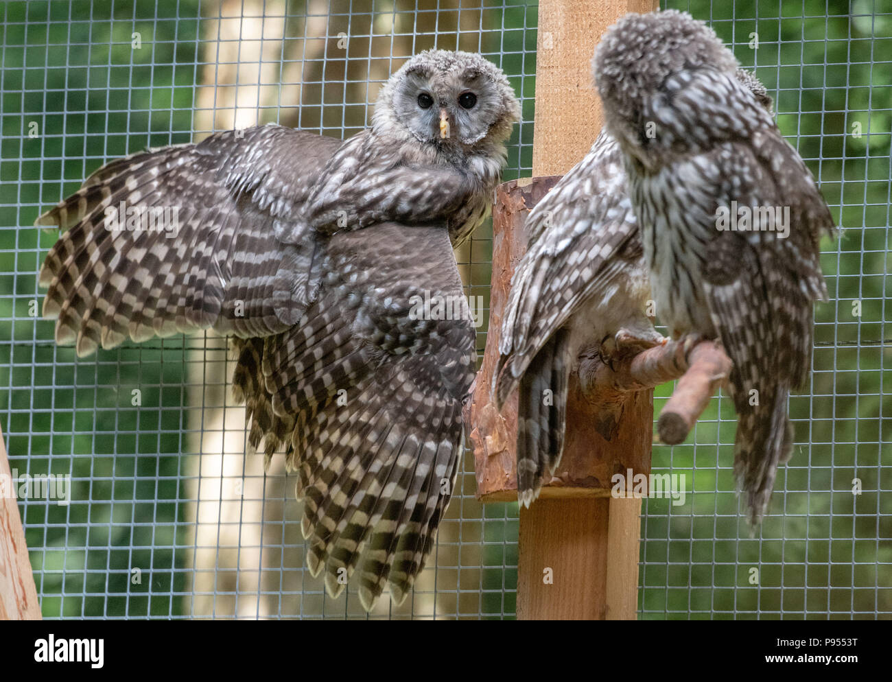 Owl In Cage Stock Photos Owl In Cage Stock Images Page 2