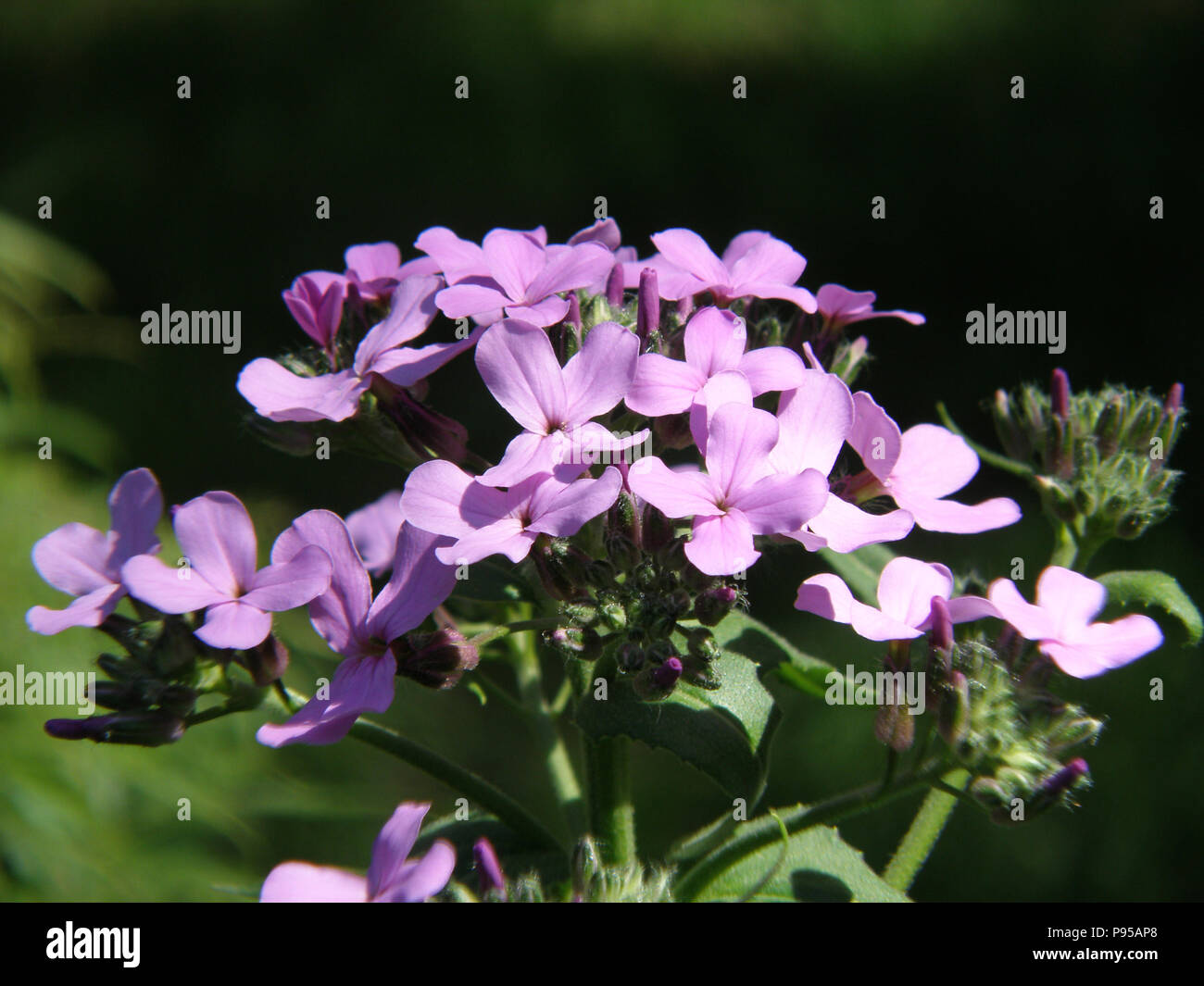 Garden with a light pink phlox flowers blooming Stock Photo - Alamy