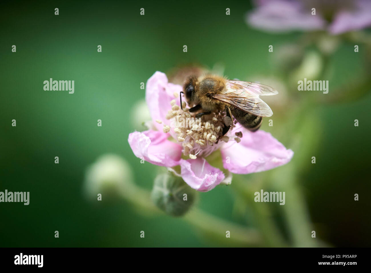 Blackberry blossom with bee Stock Photo