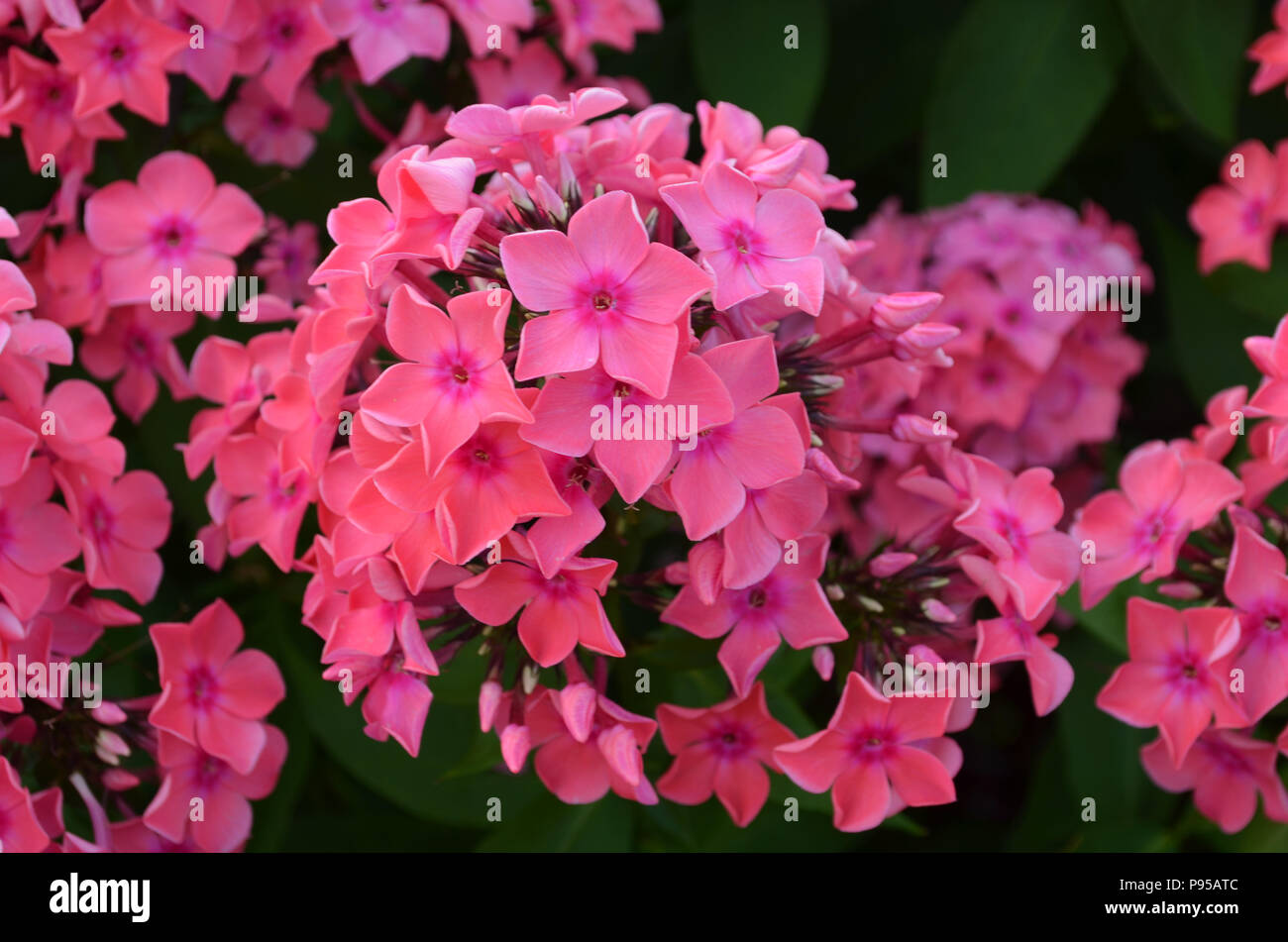 Blooming clusters of pink phlox flowers in a garden Stock Photo - Alamy