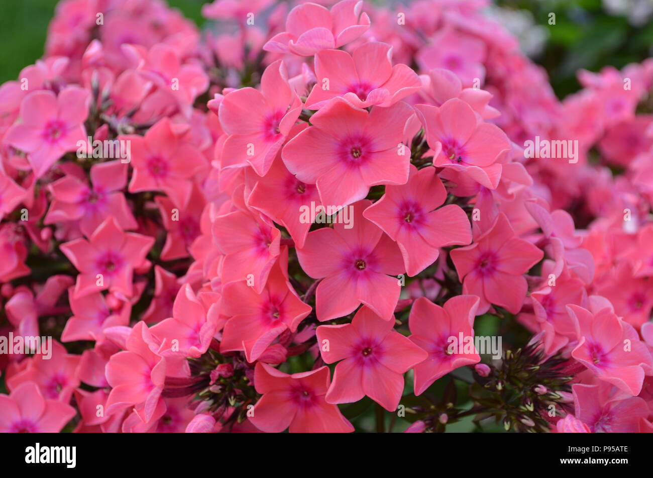 Gorgeous blooming clusters of pink garden phlox flowers Stock Photo - Alamy