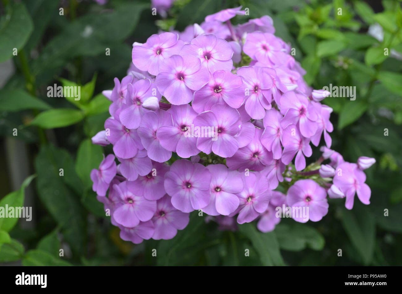 Gorgeous large cluster of pink phlox flowers blooming Stock Photo - Alamy
