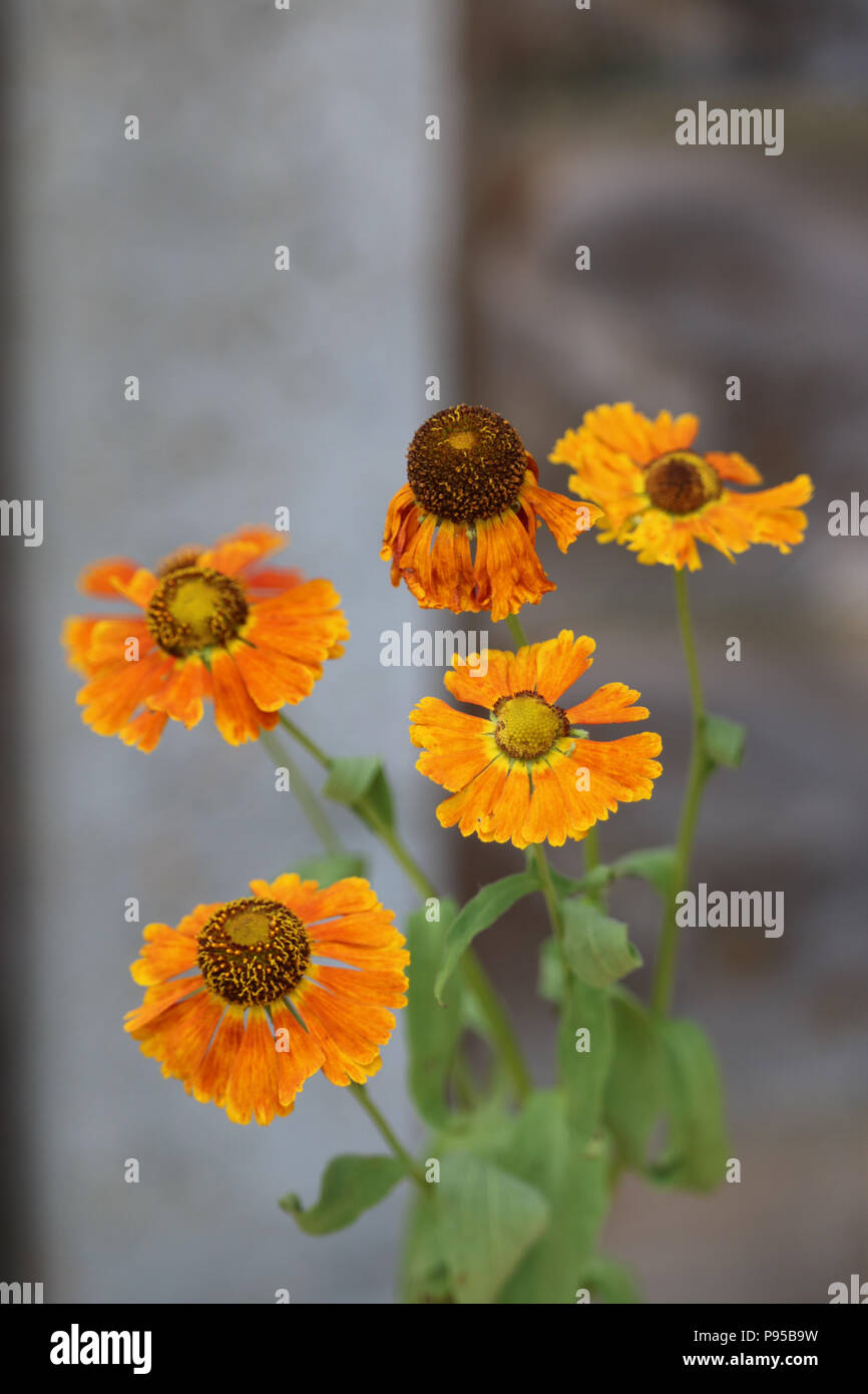 Bright orange Helenium 'Sahin's Early Flowerer' grow in partial shade against a garden fence, leaves wilting from a prolonged heatwave. Stock Photo